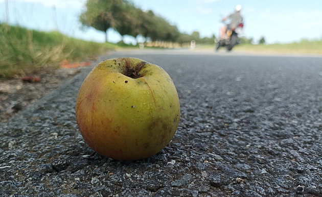 Za sběr ovoce u silnice hrozí pokuta. Zjistěte, kde můžete sklízet zdarma