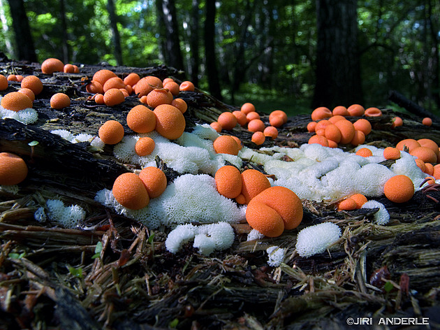 Čtenářská fotogalerie plná říjnových hub ukazuje, že sezona zdaleka nekončí