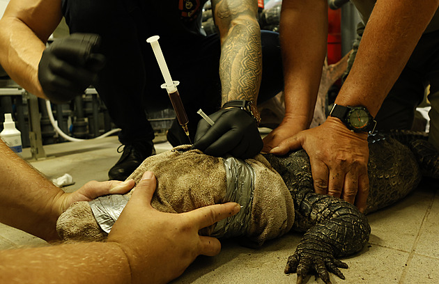 Aligátory čínské v Jihlavě prohlédli světoví zoologové, řeší genetiku i rodokmen