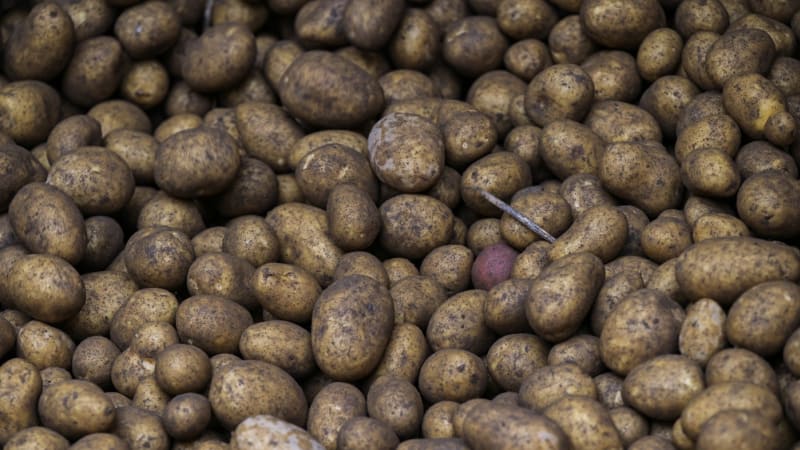 Bramborový rekord: Kilo seženete i za 6,60 Kč. Expert řekl, kdy přijde zdražování