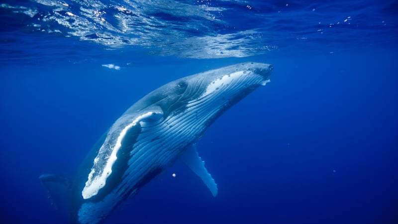 Klíč k dlouhověkosti? Vědci odhalili tajemství velryb. Zkoumají, jak trik využít u lidí