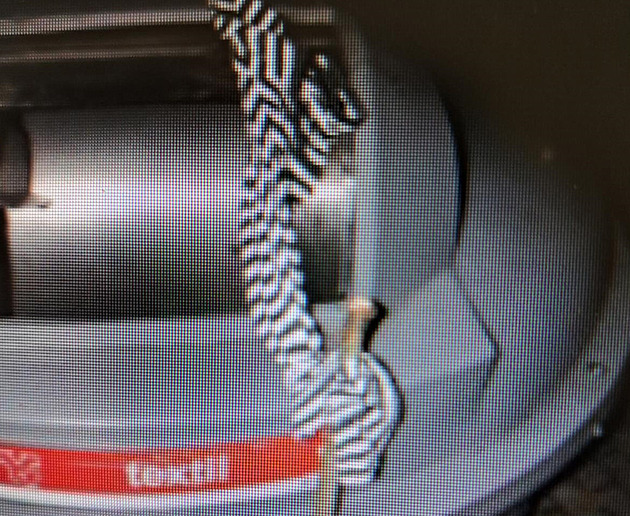 Mladík zemřel v kontejneru na textil. Zajištěné víko se uvolnilo a zmáčklo ho