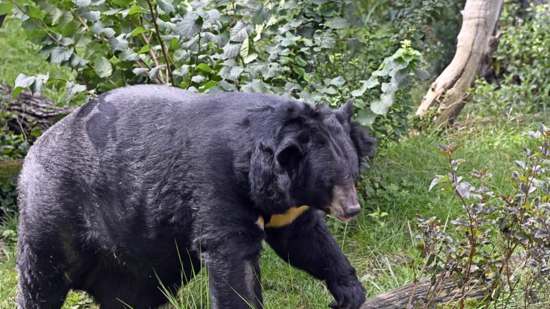 Japonsko děsí smrtící útoky medvědů. Kamera zachytila napadení na ulici i dobývání se do jeslí