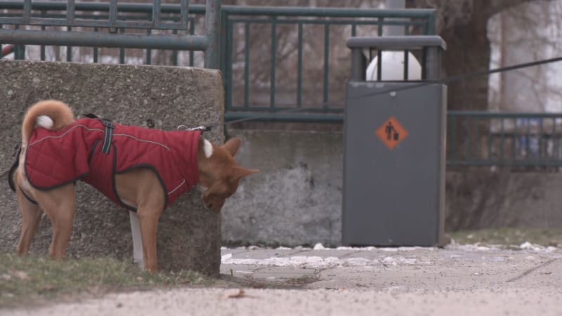 Obce zvyšují poplatky za psy. O kolik si připlatíte, když bydlíte v domě nebo bytě?