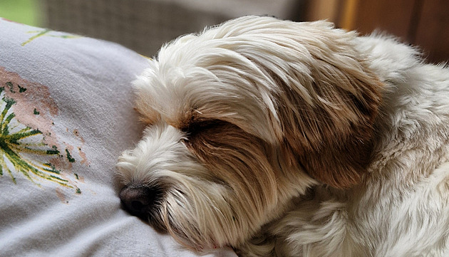 Netlačí na pilu, prostě sdílí půvab a radost obyčejných opravdových věcí