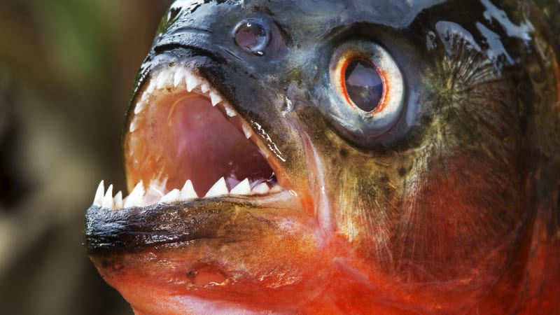 Krvavý útok piraní v Argentině: Desítky zraněných přišly o kusy masa a prstů, mezi nimi i děti