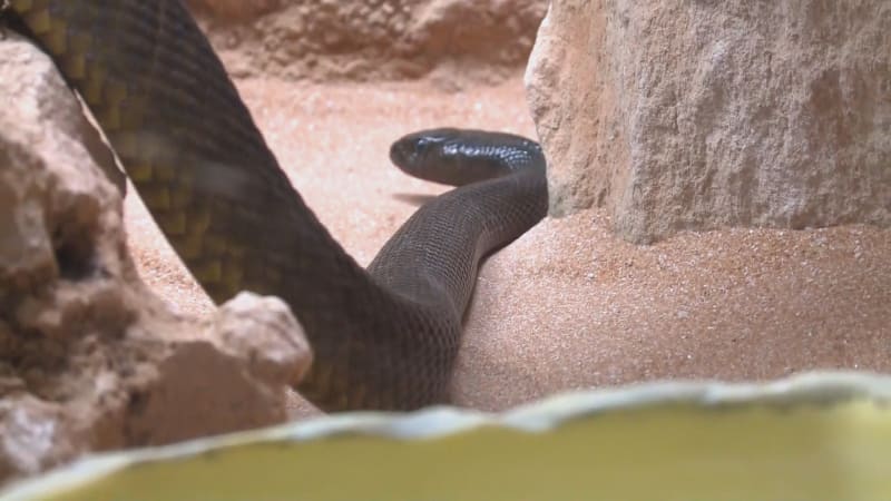 Uštknutí jedovatým taipanem v Teplicích: Ten muž šel poté spát? Nenormální risk, nechápe expert