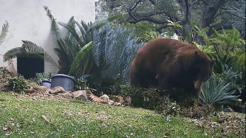 Medvědice se s mláďaty usídlila pod domem, pak napadla sousedku. Šelmě teď hrozí utracení