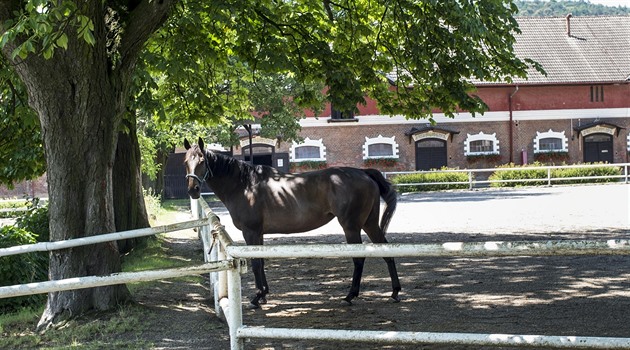 Napajedelský hřebčín má šanci na záchranu, Klempíř nechá prověřit postup resortu
