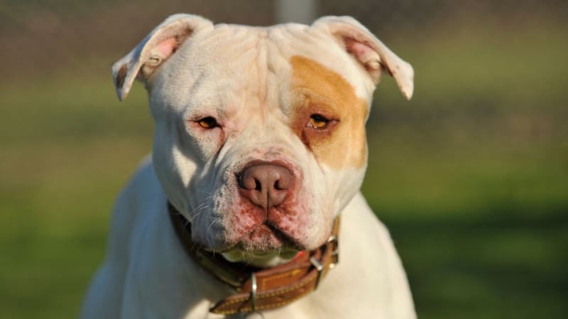 Psi vnikli do rodinného domu, jeden roztrhal tříměsíční Maggie. Mělo jít o bojové plemeno