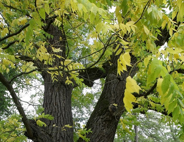 Ořešák potřebuje řez ve správný čas. Jinak ztratí mízu a může uhynout