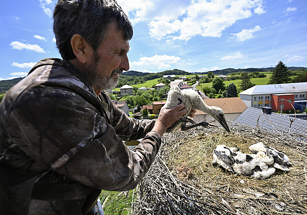 Ochránci pomohli čápatům z nákupního centra, nohy jim škrtil provázek